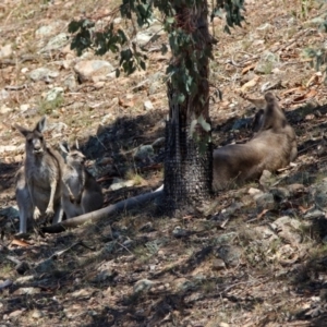 Macropus giganteus at Banks, ACT - 22 Feb 2019