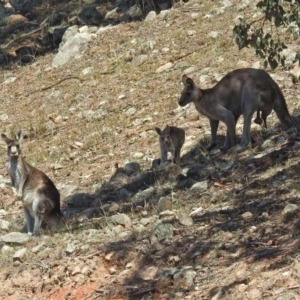 Macropus giganteus at Banks, ACT - 22 Feb 2019