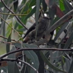 Acanthiza lineata (Striated Thornbill) at Acton, ACT - 22 Feb 2019 by RodDeb