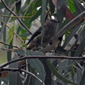 Acanthiza lineata at Acton, ACT - 22 Feb 2019