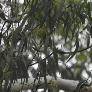 Acanthiza lineata at Acton, ACT - 22 Feb 2019 09:35 AM