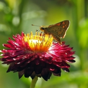 Ocybadistes walkeri at Acton, ACT - 22 Feb 2019