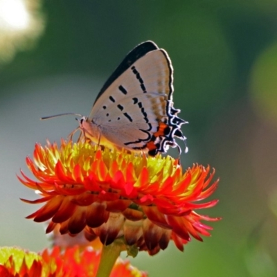 Jalmenus evagoras (Imperial Hairstreak) at Acton, ACT - 22 Feb 2019 by RodDeb