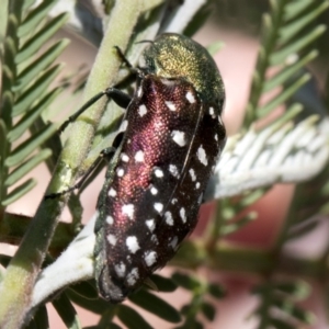 Diphucrania leucosticta at Forde, ACT - 22 Feb 2019 11:15 AM