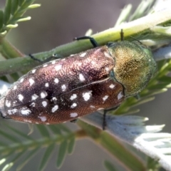 Diphucrania leucosticta at Forde, ACT - 22 Feb 2019