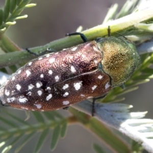 Diphucrania leucosticta at Forde, ACT - 22 Feb 2019