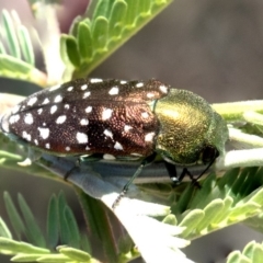 Diphucrania leucosticta at Forde, ACT - 22 Feb 2019