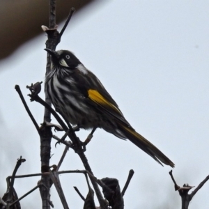 Phylidonyris novaehollandiae at Acton, ACT - 22 Feb 2019