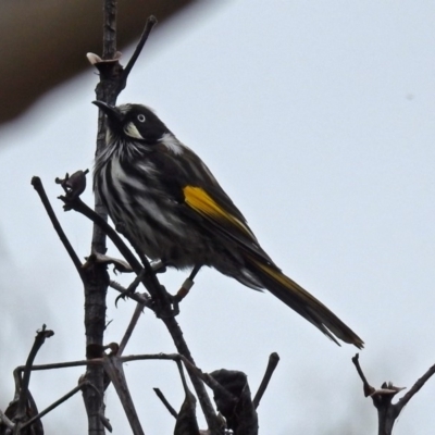 Phylidonyris novaehollandiae (New Holland Honeyeater) at Acton, ACT - 21 Feb 2019 by RodDeb