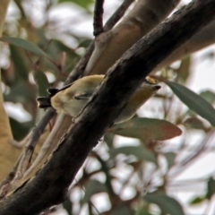 Pardalotus striatus (Striated Pardalote) at Acton, ACT - 21 Feb 2019 by RodDeb