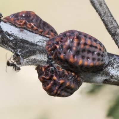 Icerya acaciae (Acacia mealy bug) at Forde, ACT - 22 Feb 2019 by AlisonMilton