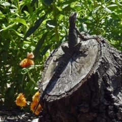 Intellagama lesueurii howittii at Acton, ACT - 22 Feb 2019 01:33 PM