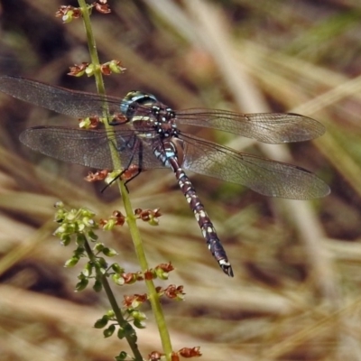 Adversaeschna brevistyla (Blue-spotted Hawker) at Acton, ACT - 22 Feb 2019 by RodDeb