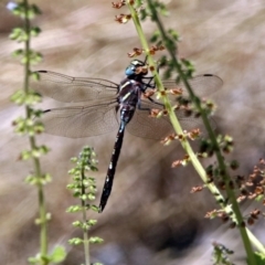 Adversaeschna brevistyla at Acton, ACT - 22 Feb 2019 12:55 PM