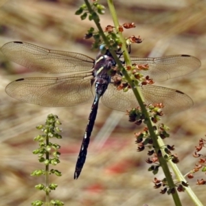 Adversaeschna brevistyla at Acton, ACT - 22 Feb 2019 12:55 PM