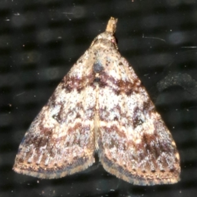 Alapadna pauropis (Variable Spot-wing) at Rosedale, NSW - 16 Feb 2019 by jbromilow50