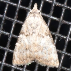 Unidentified Pyralid or Snout Moth (Pyralidae & Crambidae) at Rosedale, NSW - 16 Feb 2019 by jb2602