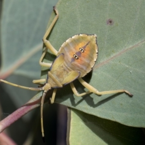 Amorbus sp. (genus) at Forde, ACT - 22 Feb 2019 11:39 AM