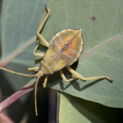 Amorbus (genus) (Eucalyptus Tip bug) at Forde, ACT - 22 Feb 2019 by AlisonMilton