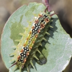 Doratifera quadriguttata and casta (Four-spotted Cup Moth) at Forde, ACT - 22 Feb 2019 by AlisonMilton