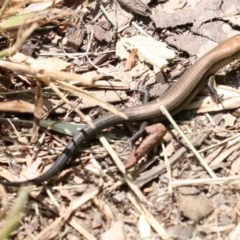 Lampropholis delicata (Delicate Skink) at Rosedale, NSW - 16 Feb 2019 by jbromilow50