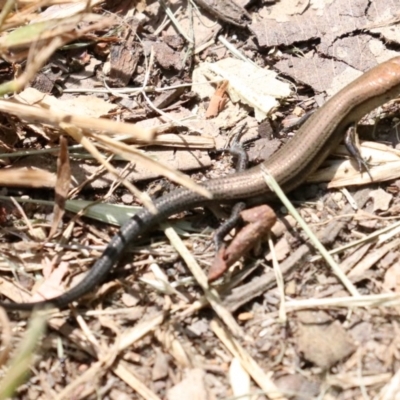 Lampropholis delicata (Delicate Skink) at Rosedale, NSW - 16 Feb 2019 by jbromilow50