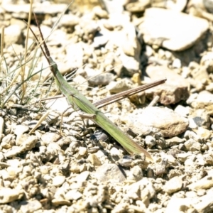 Acrida conica at Forde, ACT - 22 Feb 2019 11:53 AM