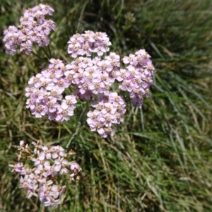 Achillea millefolium at Kosciuszko National Park, NSW - 15 Feb 2019 03:44 PM