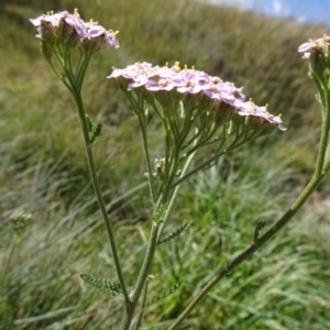 Achillea millefolium at Kosciuszko National Park, NSW - 15 Feb 2019 03:44 PM