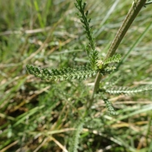 Achillea millefolium at Kosciuszko National Park, NSW - 15 Feb 2019 03:44 PM