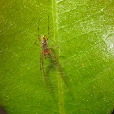 Phonognatha graeffei (Leaf Curling Spider) at ANBG - 21 Feb 2019 by RodDeb