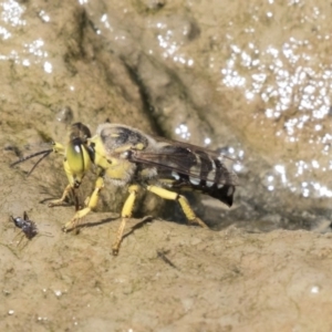 Bembix sp. (genus) at Forde, ACT - 22 Feb 2019 11:57 AM