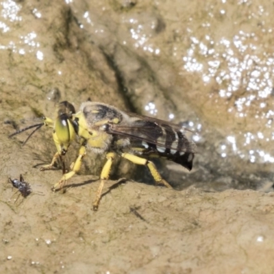 Bembix sp. (genus) (Unidentified Bembix sand wasp) at Forde, ACT - 22 Feb 2019 by AlisonMilton