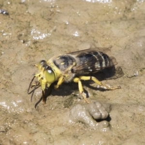 Bembix sp. (genus) at Forde, ACT - 22 Feb 2019 11:57 AM