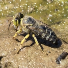 Bembix sp. (genus) at Forde, ACT - 22 Feb 2019 11:57 AM