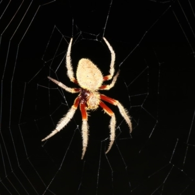 Hortophora sp. (genus) (Garden orb weaver) at Rosedale, NSW - 15 Feb 2019 by jbromilow50