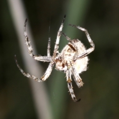 Unidentified Orb-weaving spider (several families) at Rosedale, NSW - 14 Feb 2019 by jb2602