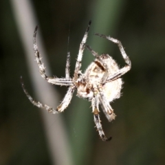 Araneidae (family) (Orb weaver) at Rosedale, NSW - 14 Feb 2019 by jb2602