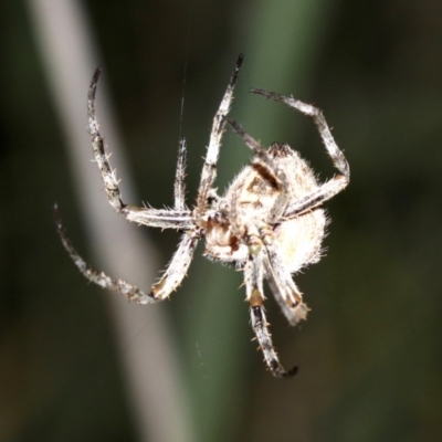 Unidentified Orb-weaving spider (several families) at Rosedale, NSW - 14 Feb 2019 by jb2602
