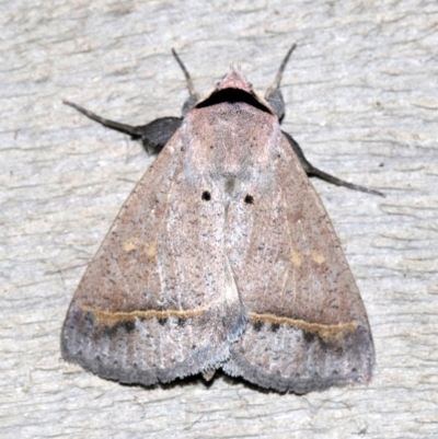 Pantydia capistrata (An Erebid moth) at Rosedale, NSW - 15 Feb 2019 by jb2602