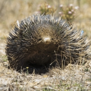 Tachyglossus aculeatus at Amaroo, ACT - 22 Feb 2019