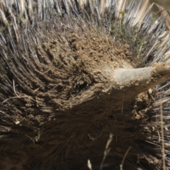 Tachyglossus aculeatus at Amaroo, ACT - 22 Feb 2019