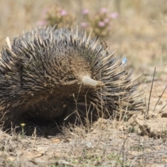 Tachyglossus aculeatus at Amaroo, ACT - 22 Feb 2019