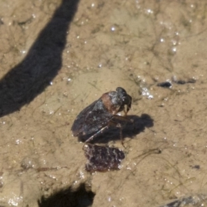 Saldidae sp. (family) at Amaroo, ACT - 22 Feb 2019 12:13 PM