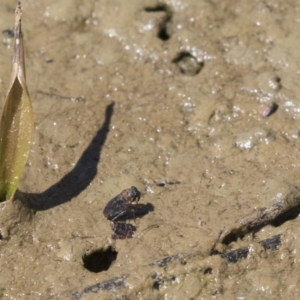 Saldidae sp. (family) at Amaroo, ACT - 22 Feb 2019 12:13 PM