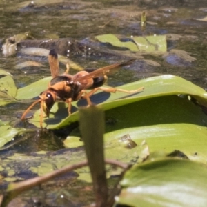 Abispa ephippium at Amaroo, ACT - 22 Feb 2019