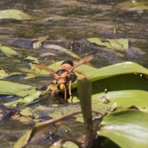 Abispa ephippium at Amaroo, ACT - 22 Feb 2019