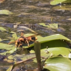 Abispa ephippium at Amaroo, ACT - 22 Feb 2019