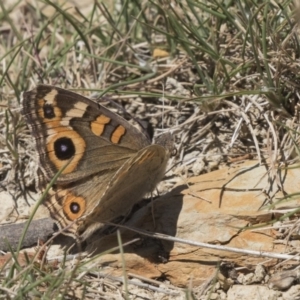 Junonia villida at Amaroo, ACT - 22 Feb 2019