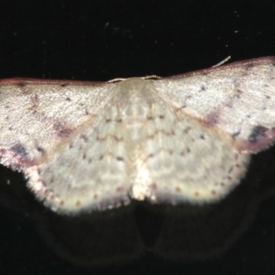 Idaea halmaea (Two-spotted Wave) at Rosedale, NSW - 15 Feb 2019 by jbromilow50